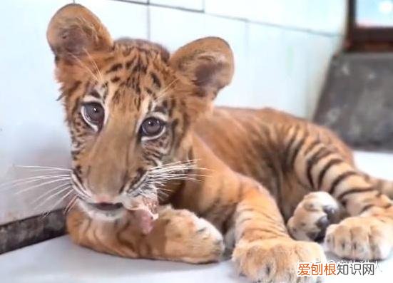 中国猫都有什么品种，史上最全猫咪品种，约二百种，从古至今