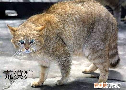中国猫都有什么品种，史上最全猫咪品种，约二百种，从古至今