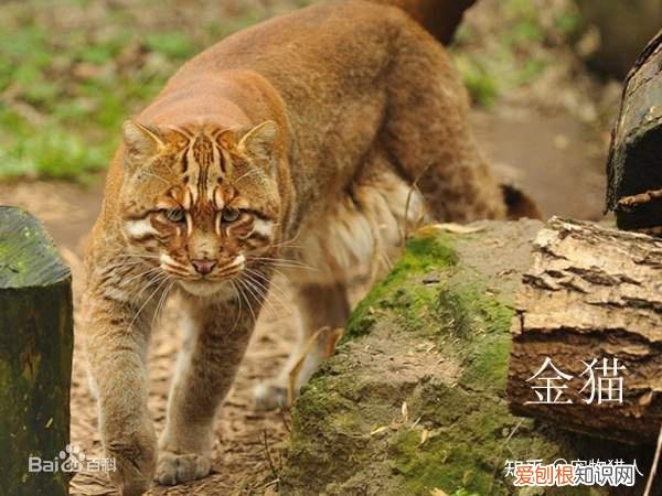 中国猫都有什么品种，史上最全猫咪品种，约二百种，从古至今