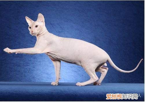 中国猫都有什么品种，史上最全猫咪品种，约二百种，从古至今