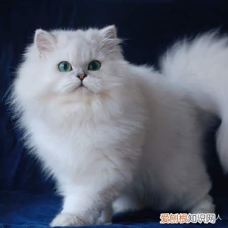 中国猫都有什么品种，史上最全猫咪品种，约二百种，从古至今
