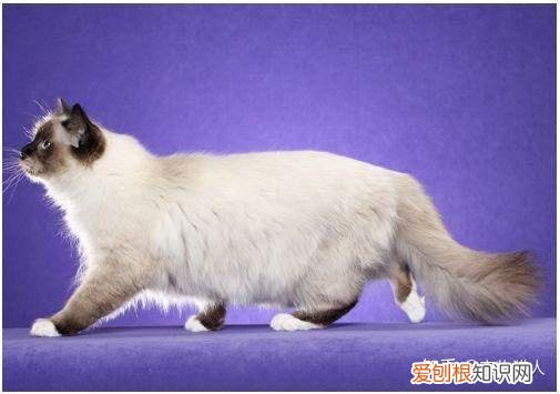 中国猫都有什么品种，史上最全猫咪品种，约二百种，从古至今