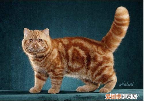 中国猫都有什么品种，史上最全猫咪品种，约二百种，从古至今