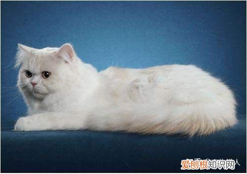 中国猫都有什么品种，史上最全猫咪品种，约二百种，从古至今