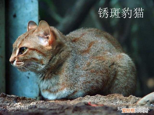 中国猫都有什么品种，史上最全猫咪品种，约二百种，从古至今