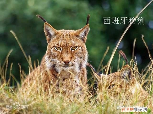 中国猫都有什么品种，史上最全猫咪品种，约二百种，从古至今