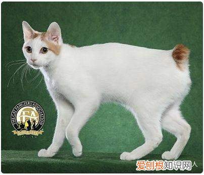 中国猫都有什么品种，史上最全猫咪品种，约二百种，从古至今