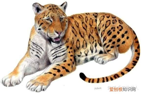 中国猫都有什么品种，史上最全猫咪品种，约二百种，从古至今