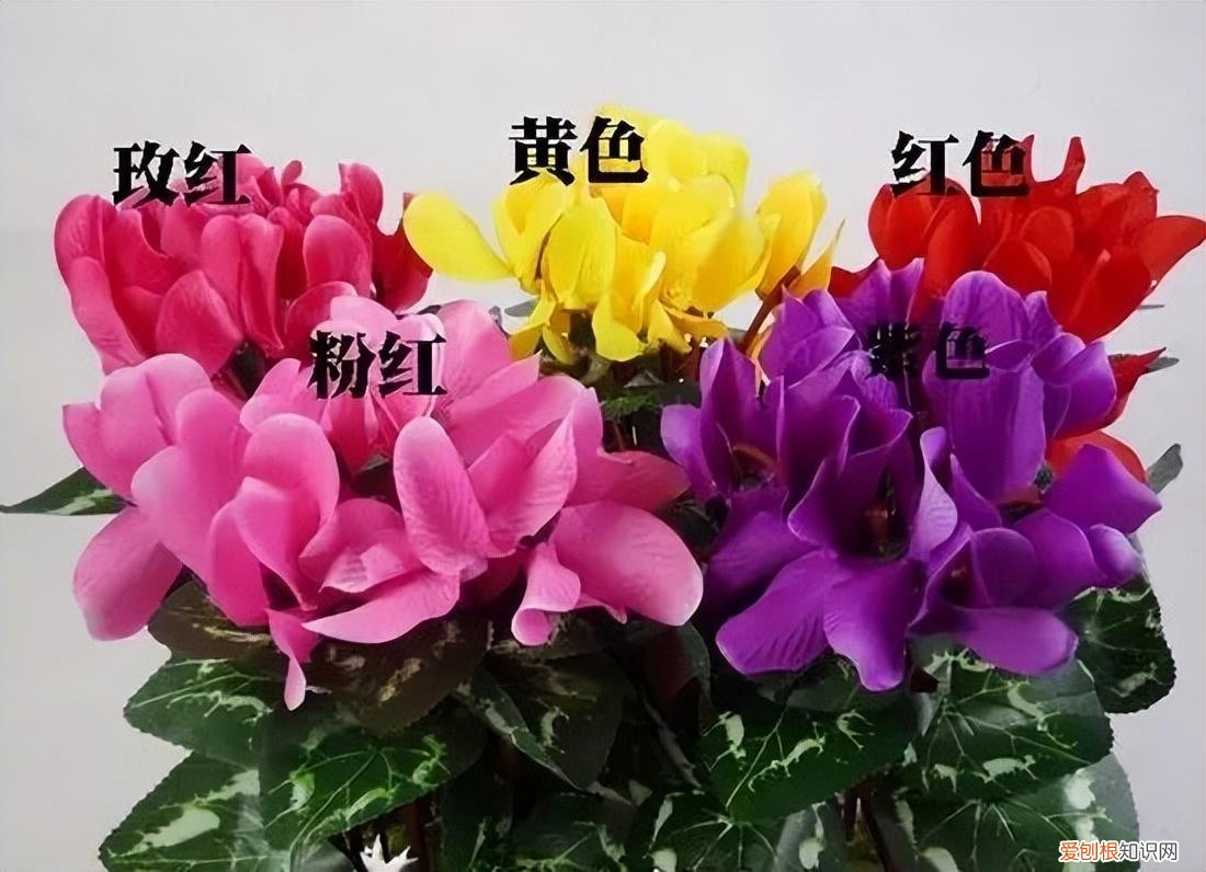 常见花卉养护知识大全，10种入门级家庭植物养护绝招，最全新手养花方法