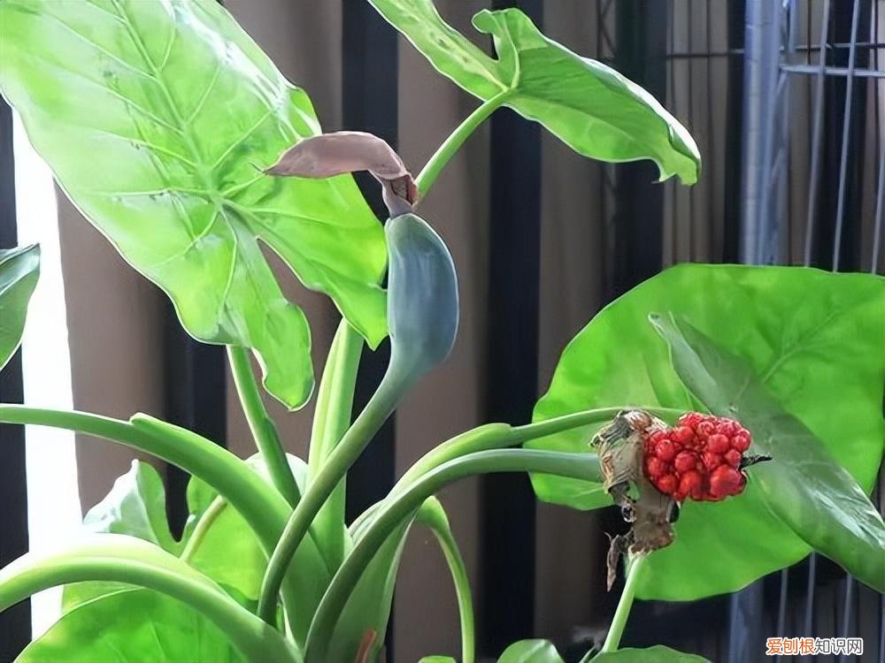 常见花卉养护知识大全，10种入门级家庭植物养护绝招，最全新手养花方法