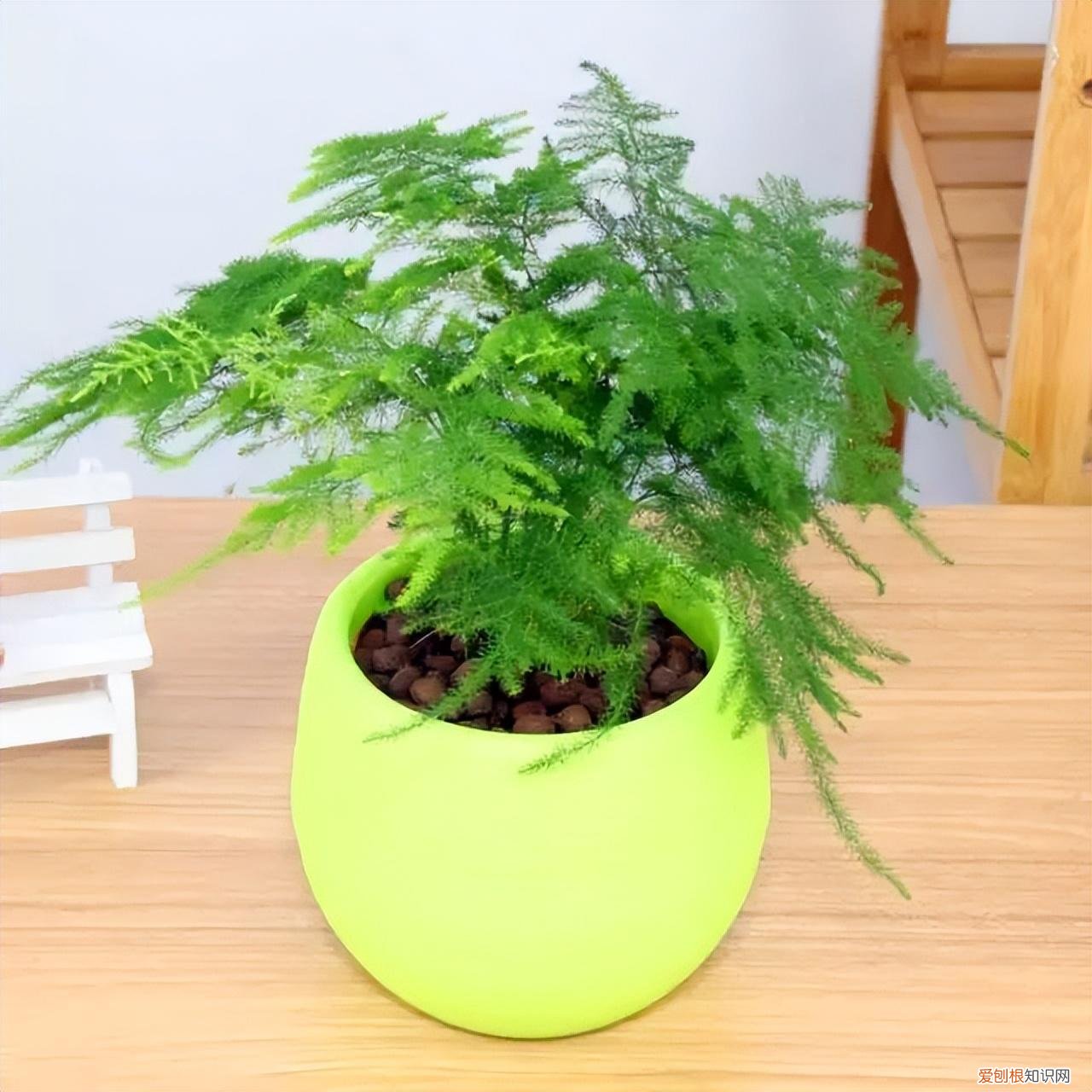 常见花卉养护知识大全，10种入门级家庭植物养护绝招，最全新手养花方法