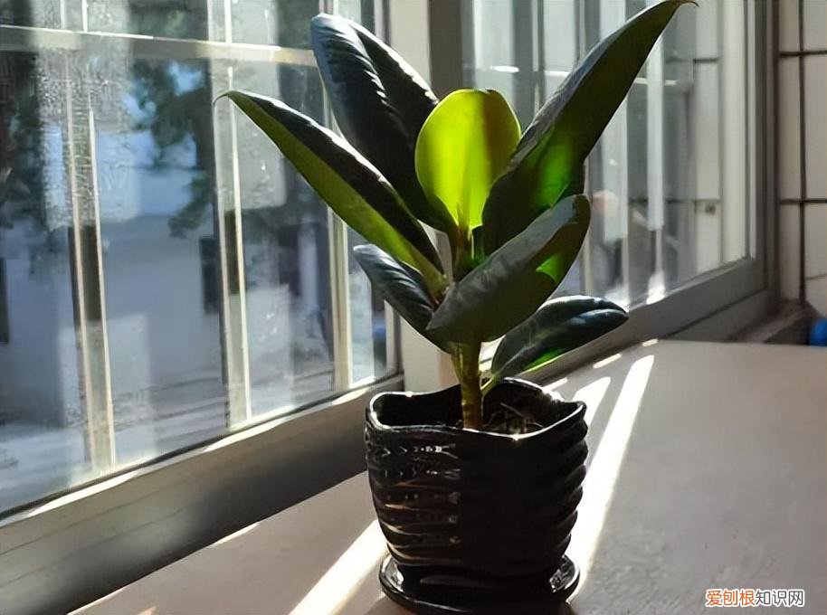 常见花卉养护知识大全，10种入门级家庭植物养护绝招，最全新手养花方法