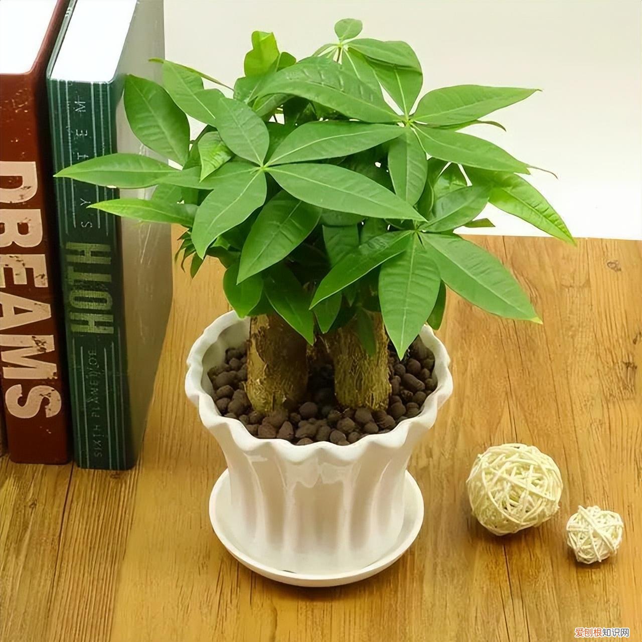 常见花卉养护知识大全，10种入门级家庭植物养护绝招，最全新手养花方法