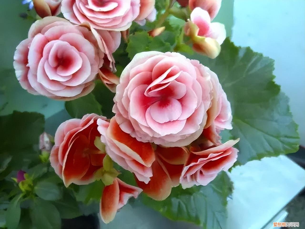 常见花卉养护知识大全，10种入门级家庭植物养护绝招，最全新手养花方法