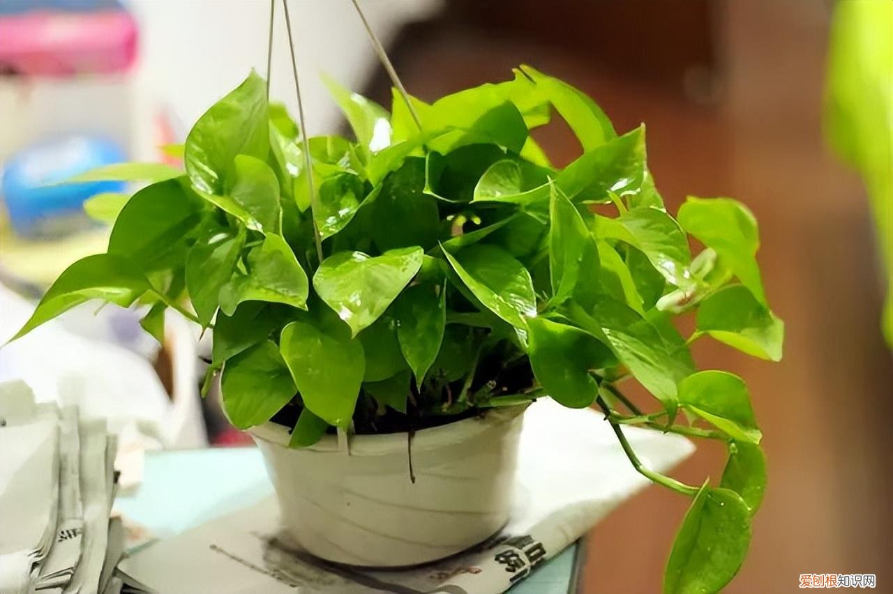 常见花卉养护知识大全，10种入门级家庭植物养护绝招，最全新手养花方法
