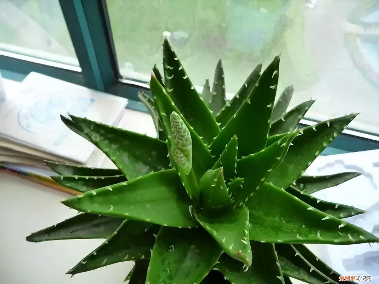 常见花卉养护知识大全，10种入门级家庭植物养护绝招，最全新手养花方法
