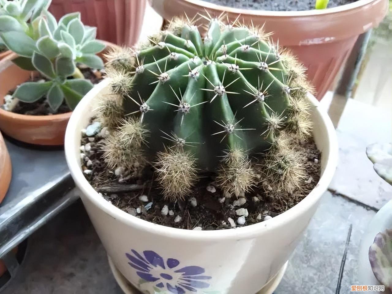 常见花卉养护知识大全，10种入门级家庭植物养护绝招，最全新手养花方法