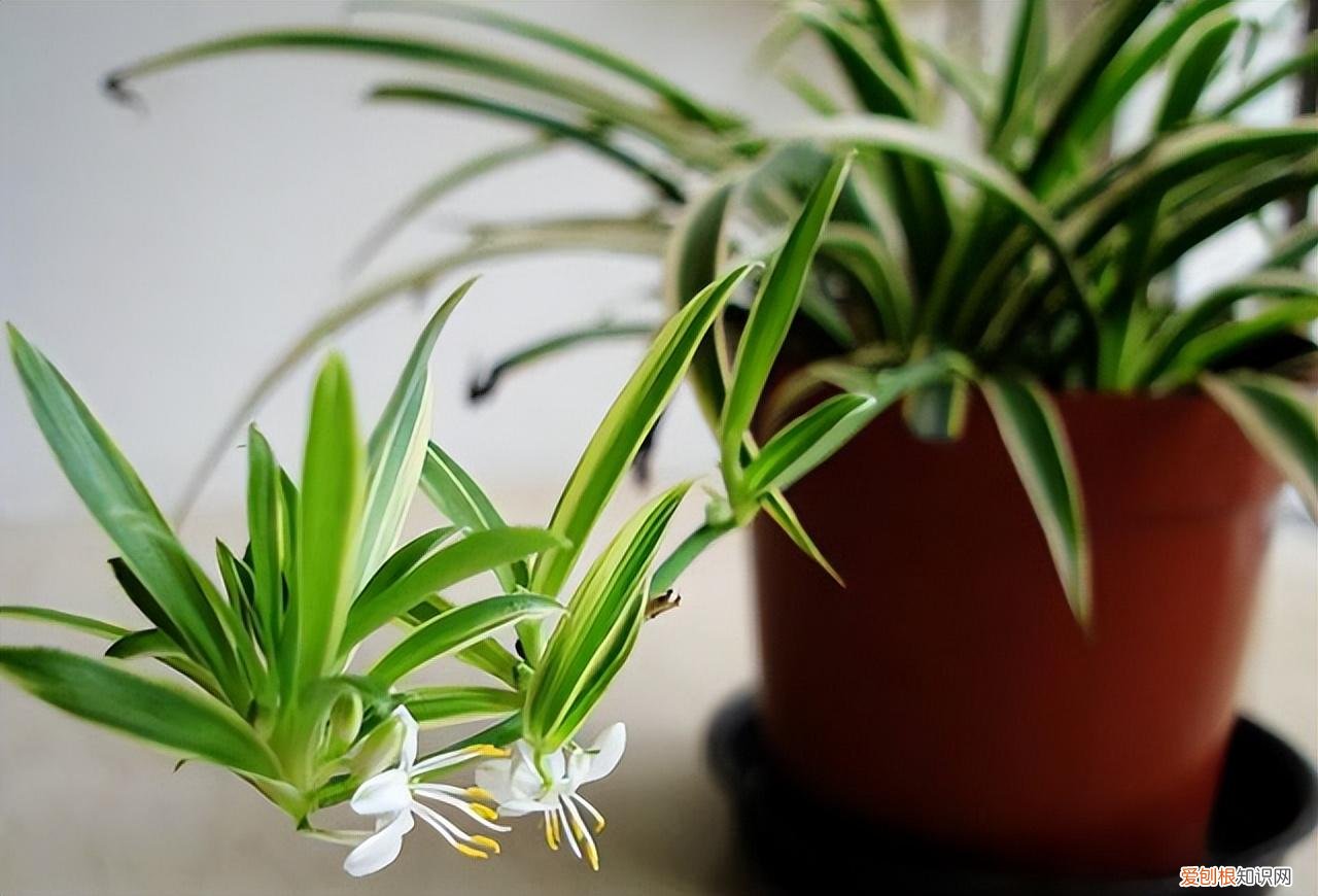 常见花卉养护知识大全，10种入门级家庭植物养护绝招，最全新手养花方法