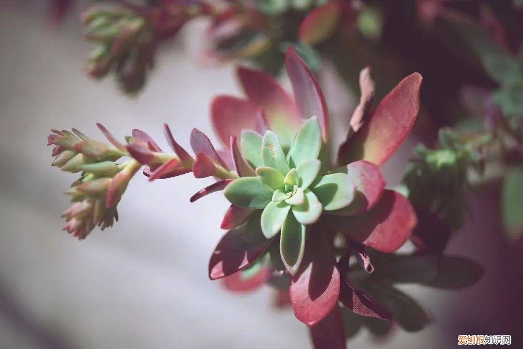 养多肉植物要注意些什么，养多肉植物连这6个基本常识都不懂，养再多也是白费力气