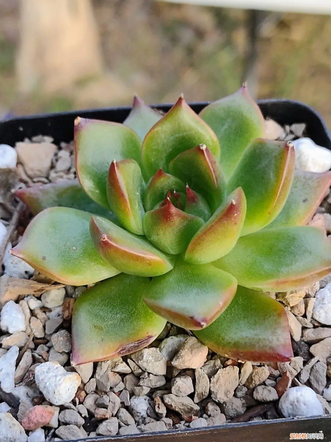 养多肉植物要注意些什么，养多肉植物连这6个基本常识都不懂，养再多也是白费力气