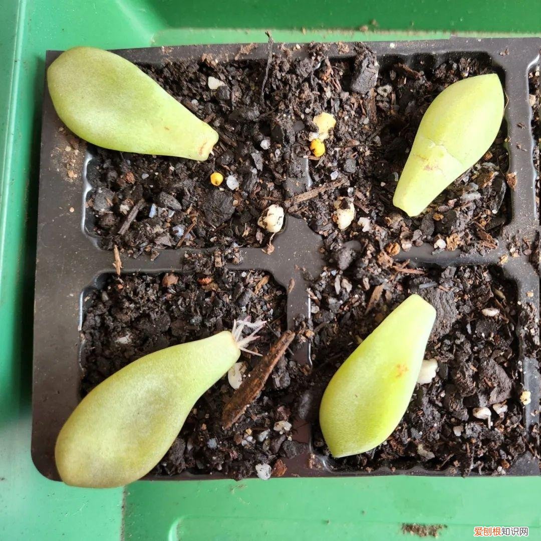 养多肉植物要注意些什么，养多肉植物连这6个基本常识都不懂，养再多也是白费力气