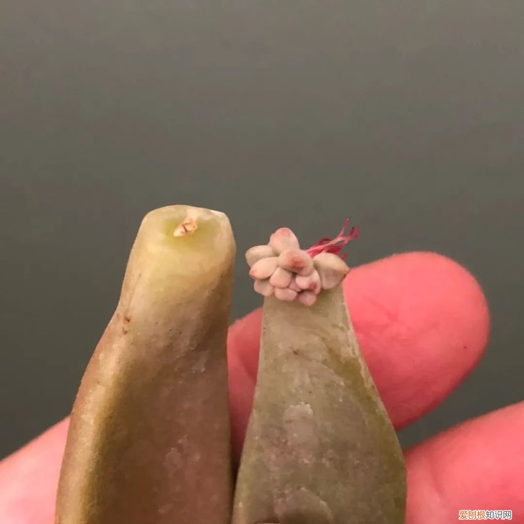 养多肉植物要注意些什么，养多肉植物连这6个基本常识都不懂，养再多也是白费力气