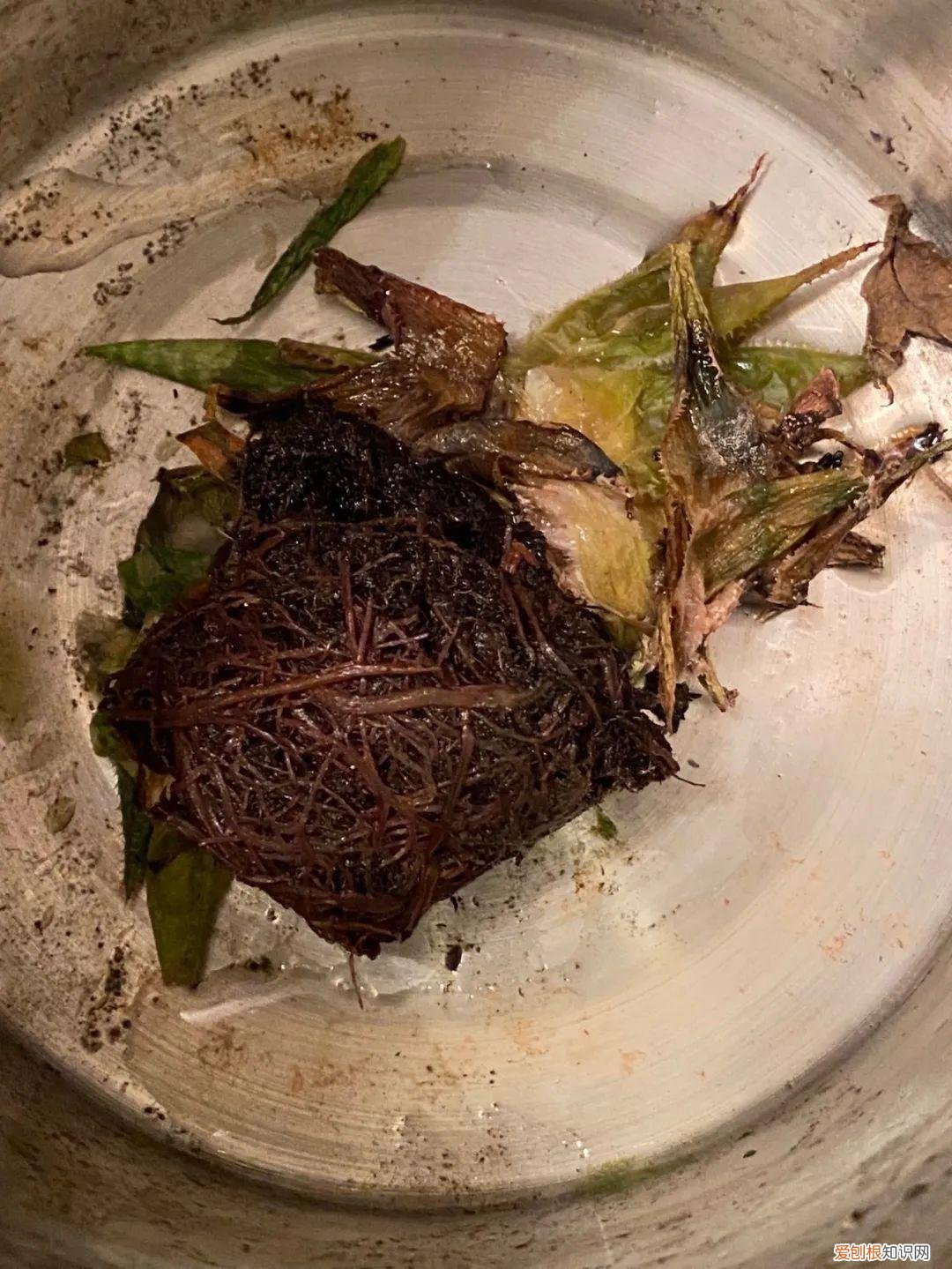 养多肉植物要注意些什么，养多肉植物连这6个基本常识都不懂，养再多也是白费力气