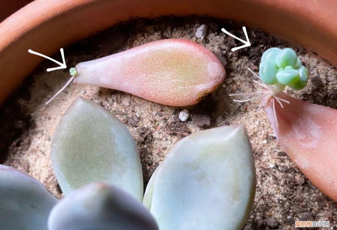 养多肉植物要注意些什么，养多肉植物连这6个基本常识都不懂，养再多也是白费力气