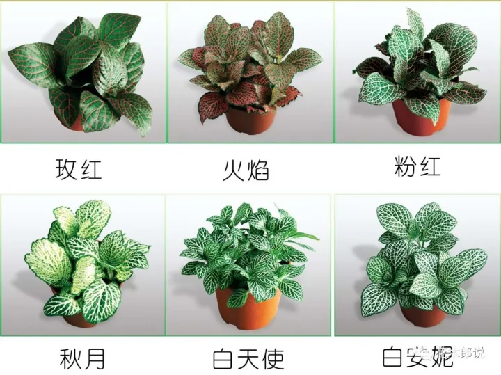 光照不强适合养什么植物，养花入门：正确分辨光照强弱，是你养好植物的前提