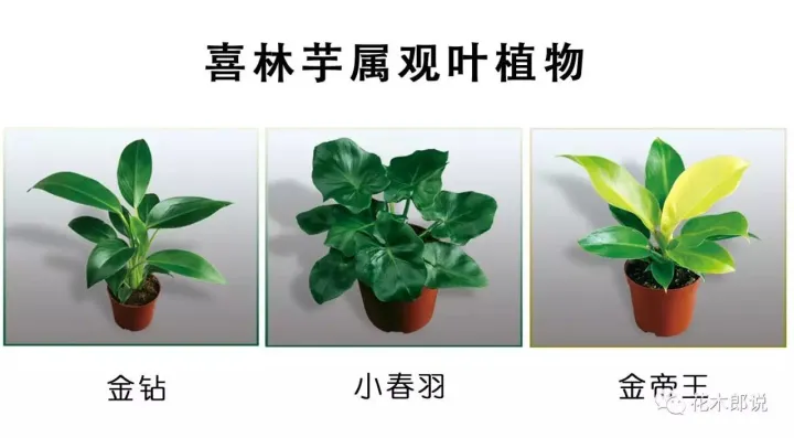 光照不强适合养什么植物，养花入门：正确分辨光照强弱，是你养好植物的前提