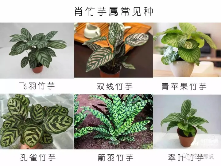 光照不强适合养什么植物，养花入门：正确分辨光照强弱，是你养好植物的前提