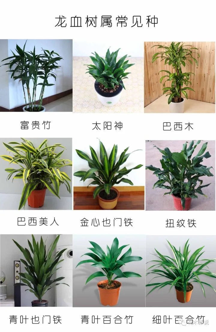 光照不强适合养什么植物，养花入门：正确分辨光照强弱，是你养好植物的前提