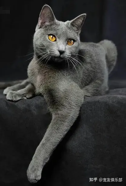 猫品种大全图片名字 图鉴，72种猫咪品种大全图片及介绍 |