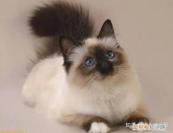 猫品种大全图片名字 图鉴，72种猫咪品种大全图片及介绍 |