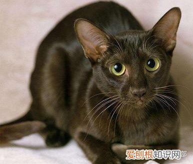 猫品种大全图片名字 图鉴，72种猫咪品种大全图片及介绍 |