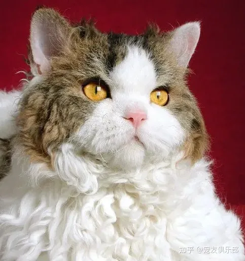 猫品种大全图片名字 图鉴，72种猫咪品种大全图片及介绍 |