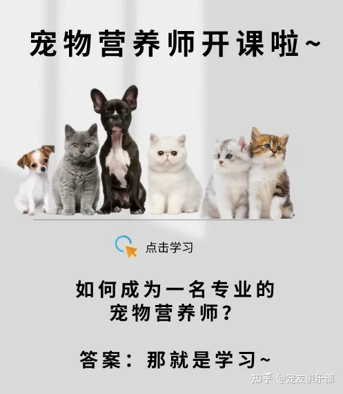 猫品种大全图片名字 图鉴，72种猫咪品种大全图片及介绍 |