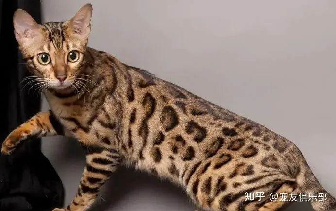 猫品种大全图片名字 图鉴，72种猫咪品种大全图片及介绍 |