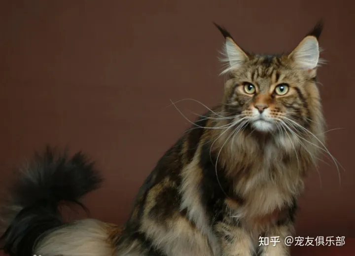 猫品种大全图片名字 图鉴，72种猫咪品种大全图片及介绍 |