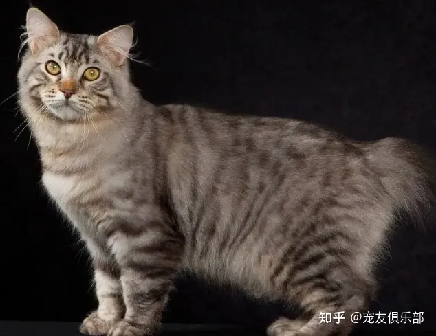 猫品种大全图片名字 图鉴，72种猫咪品种大全图片及介绍 |