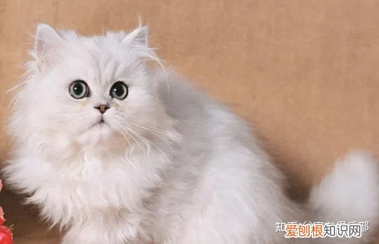 猫品种大全图片名字 图鉴，72种猫咪品种大全图片及介绍 |