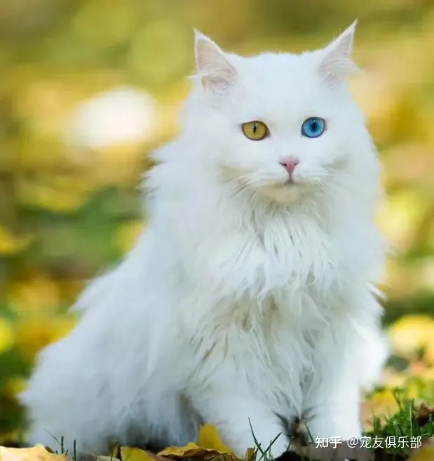 猫品种大全图片名字 图鉴，72种猫咪品种大全图片及介绍 |