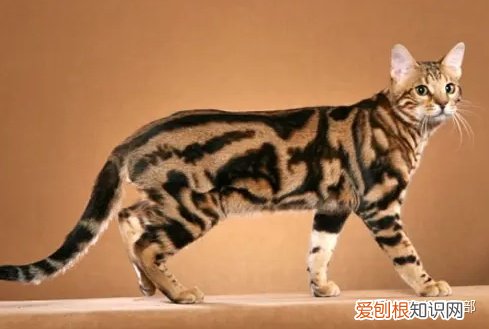 猫品种大全图片名字 图鉴，72种猫咪品种大全图片及介绍 |