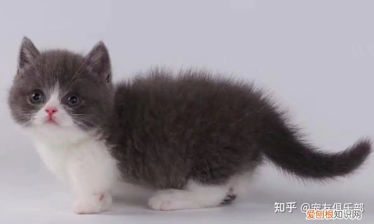 猫品种大全图片名字 图鉴，72种猫咪品种大全图片及介绍 |