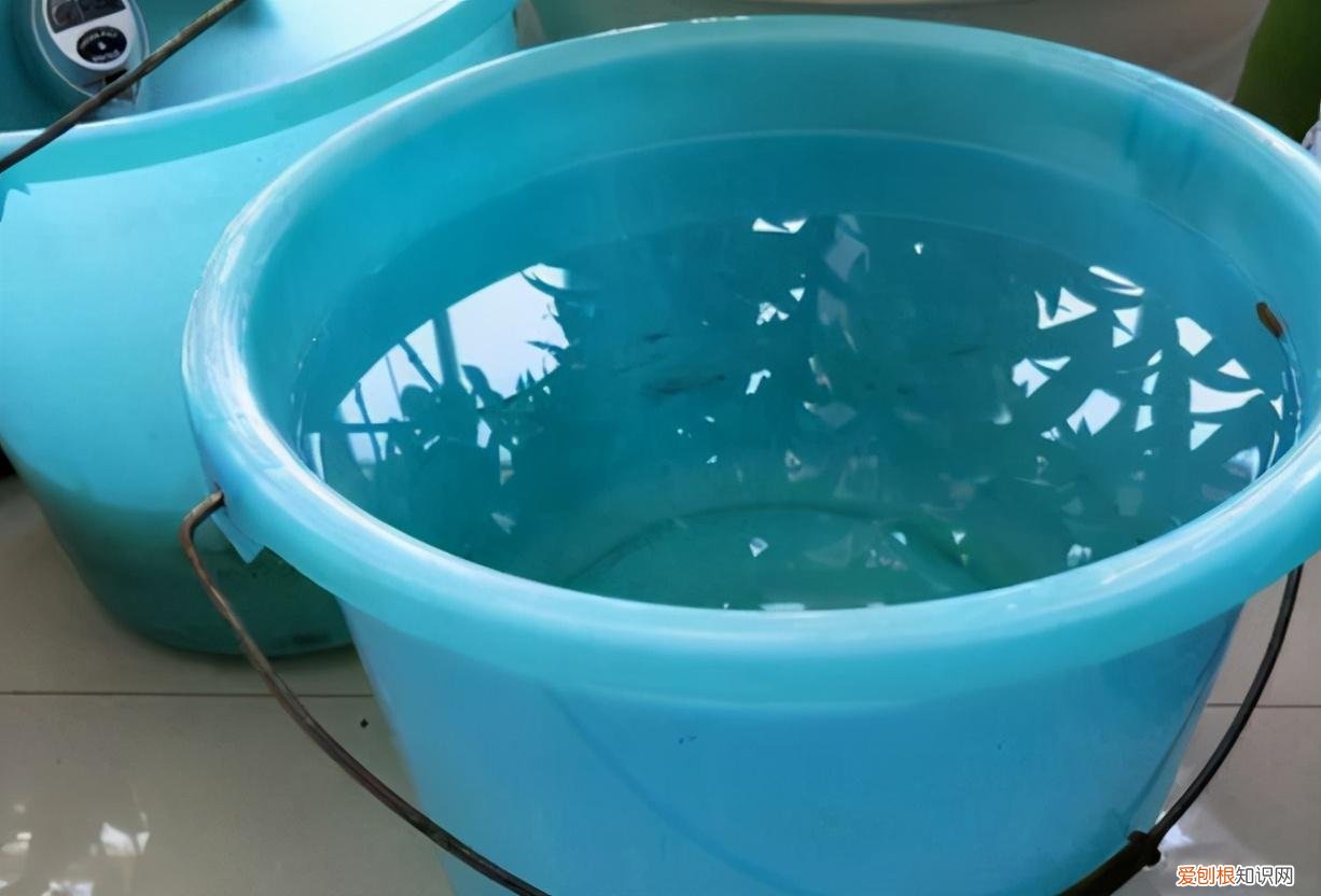 养花浇水小常识，养花入门小知识：给盆栽浇水有哪些技巧或要求？
