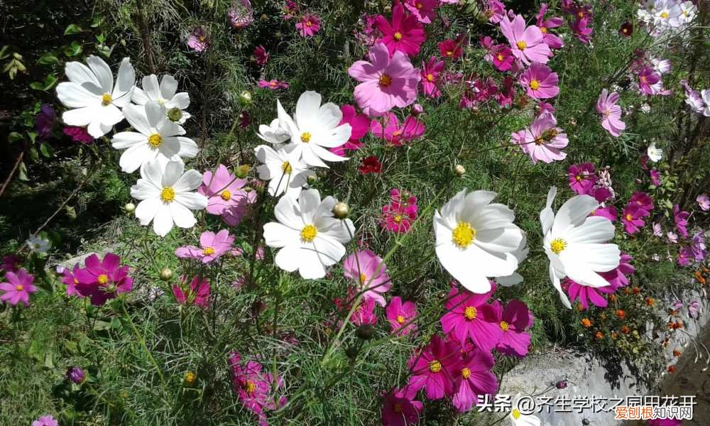 园林植物栽培与养护重点，掌握园林植物生长，最为基本的规律和方法，成为养花能手指日可待