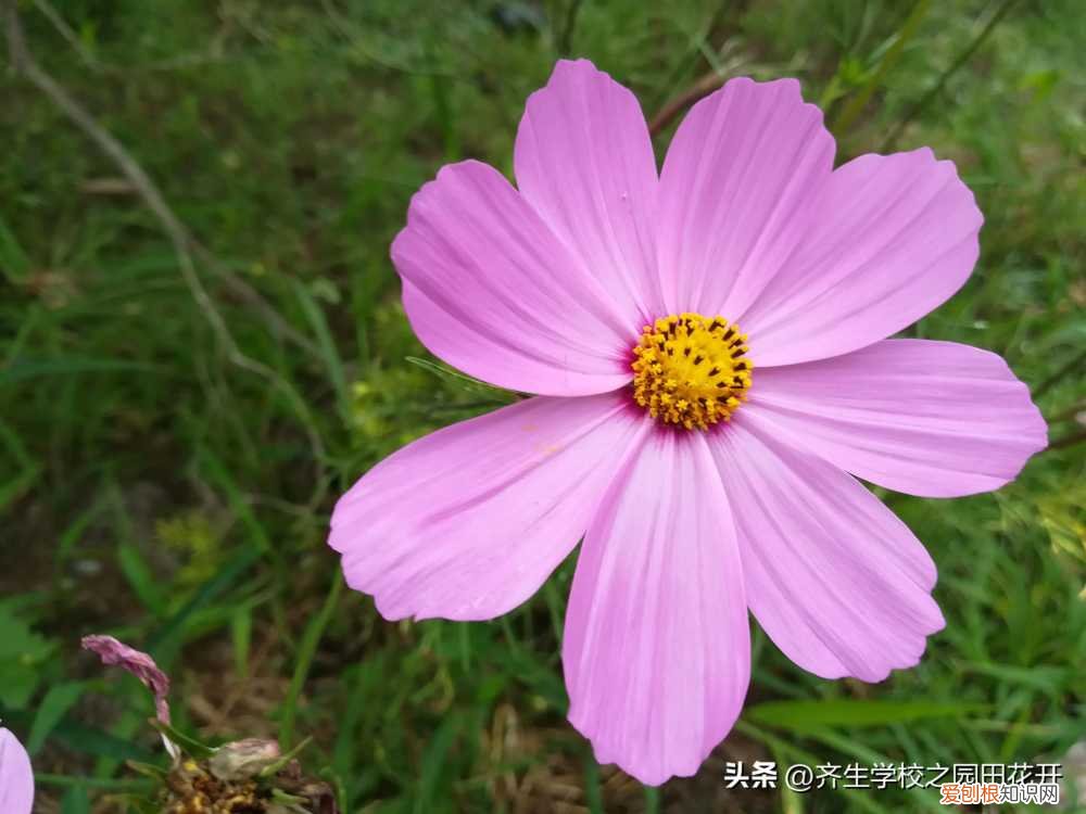 园林植物栽培与养护重点，掌握园林植物生长，最为基本的规律和方法，成为养花能手指日可待