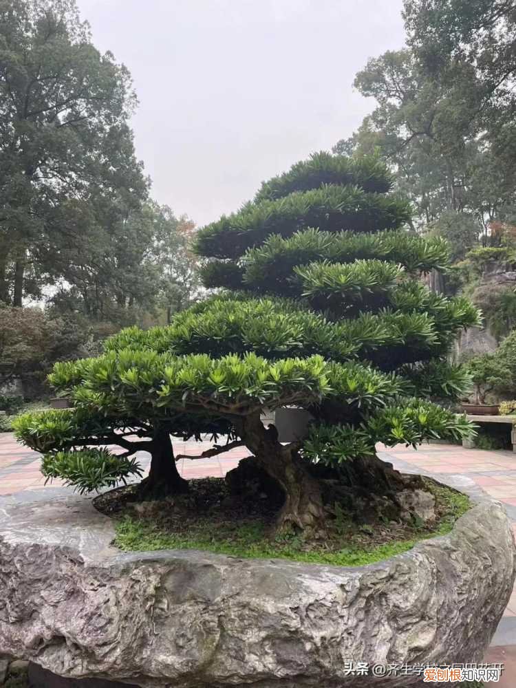 园林植物栽培与养护重点，掌握园林植物生长，最为基本的规律和方法，成为养花能手指日可待