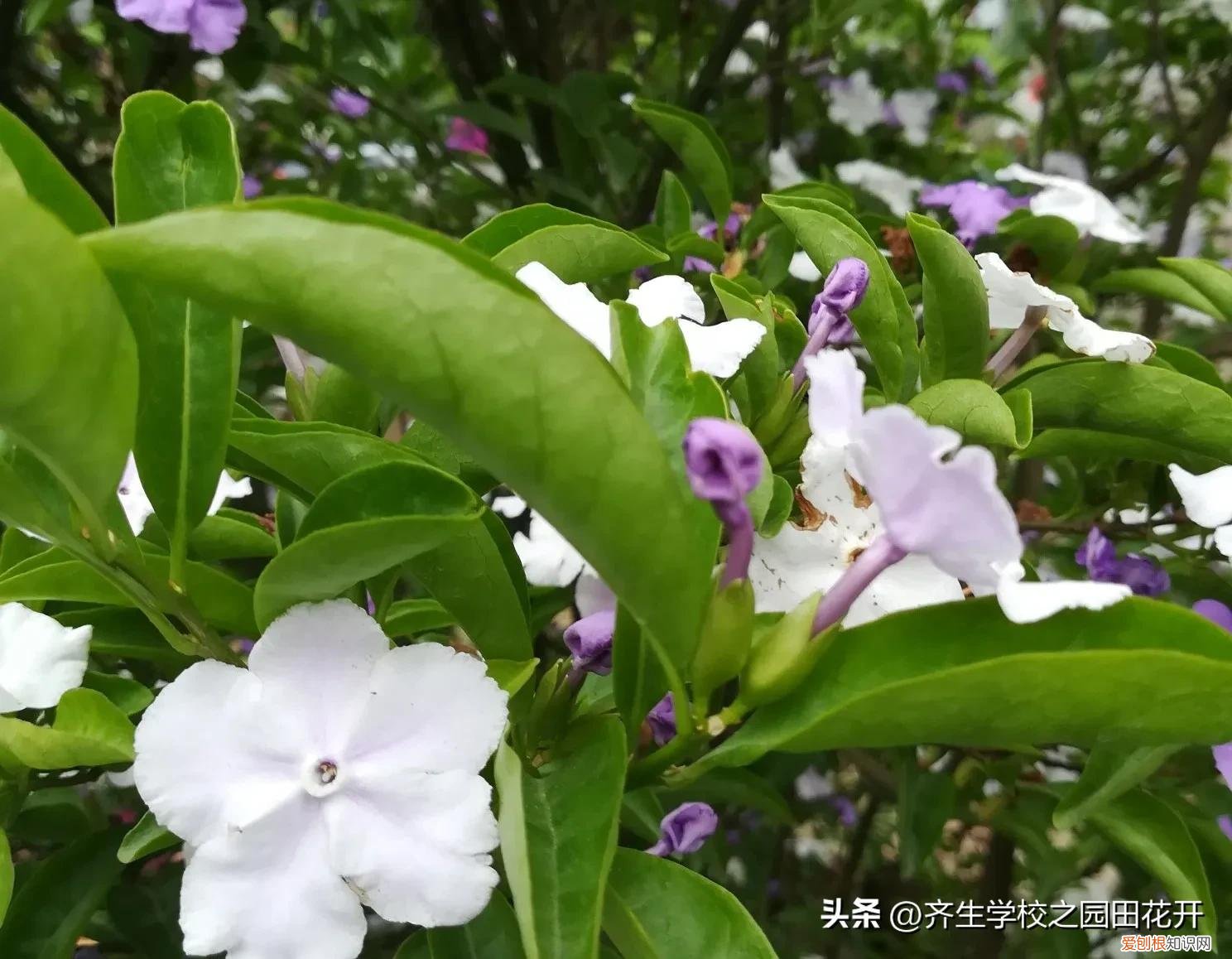 园林植物栽培与养护重点，掌握园林植物生长，最为基本的规律和方法，成为养花能手指日可待