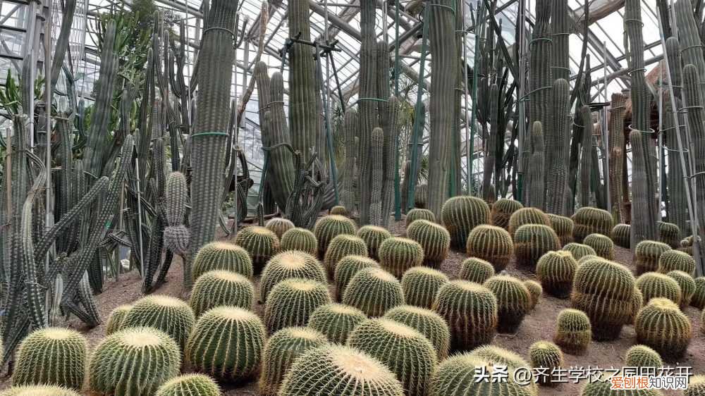 园林植物栽培与养护重点，掌握园林植物生长，最为基本的规律和方法，成为养花能手指日可待